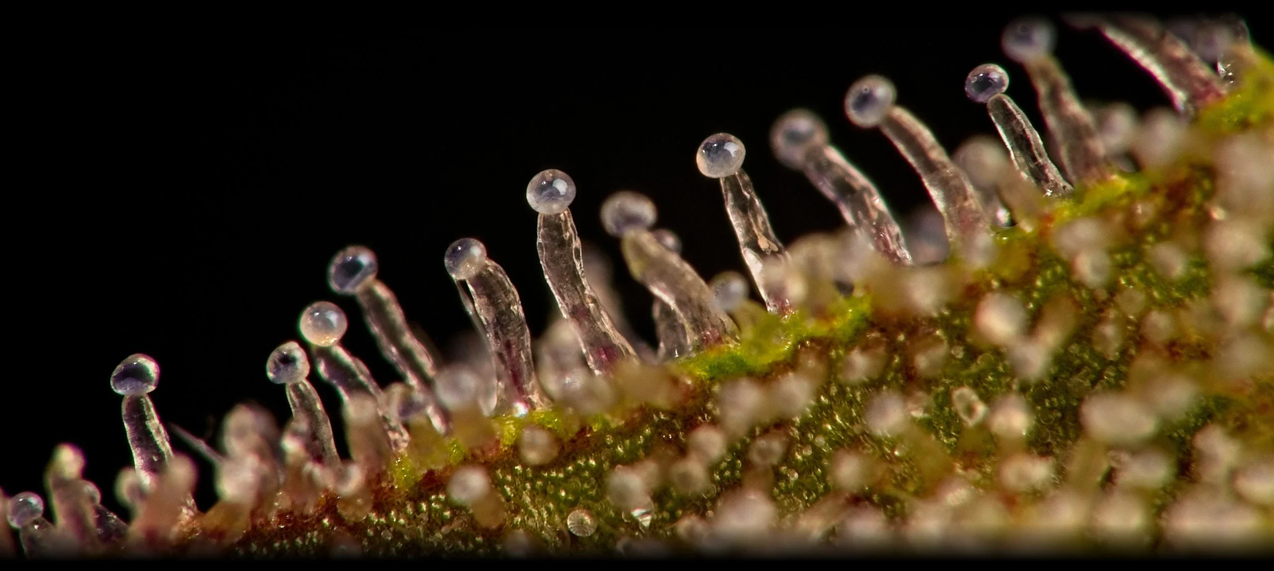 Trichome Closeup