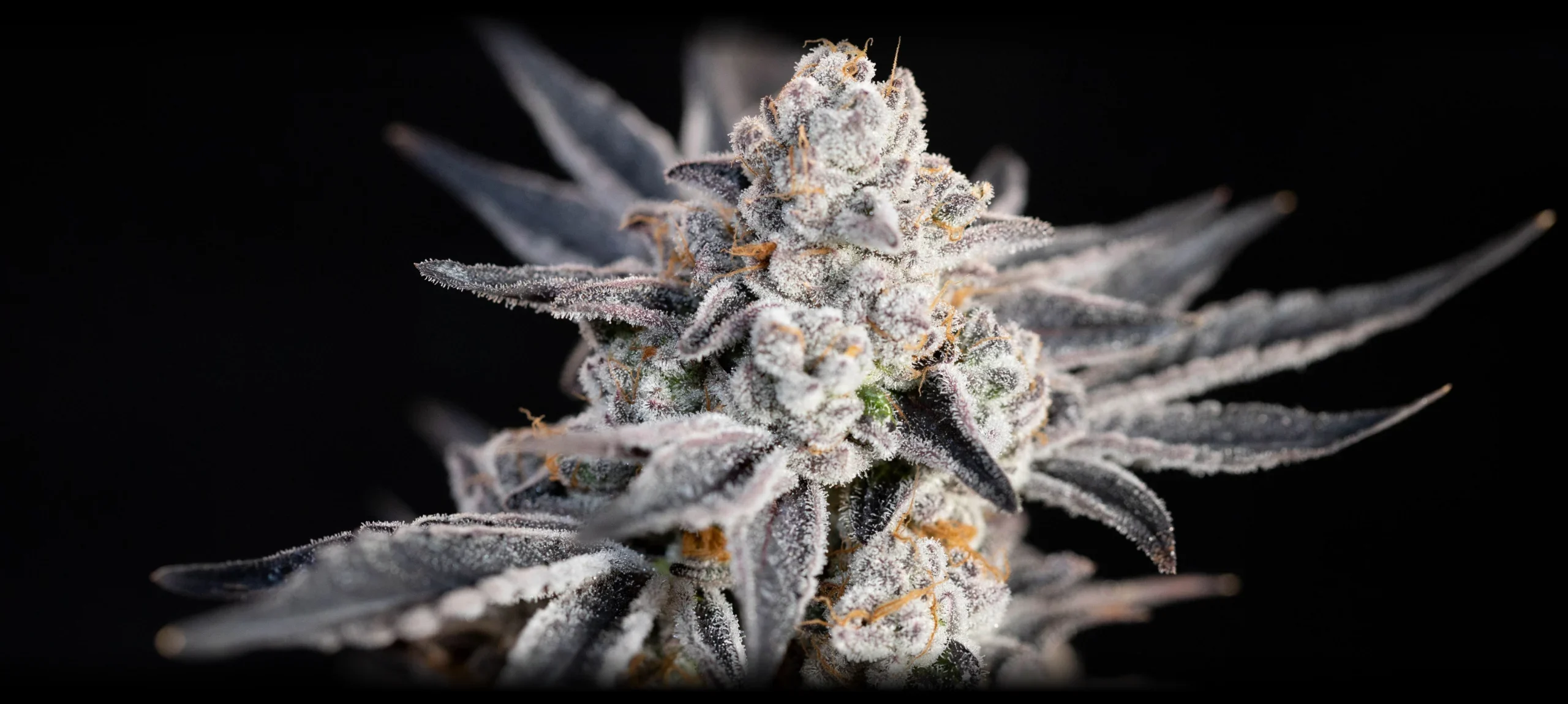 Hash Plant